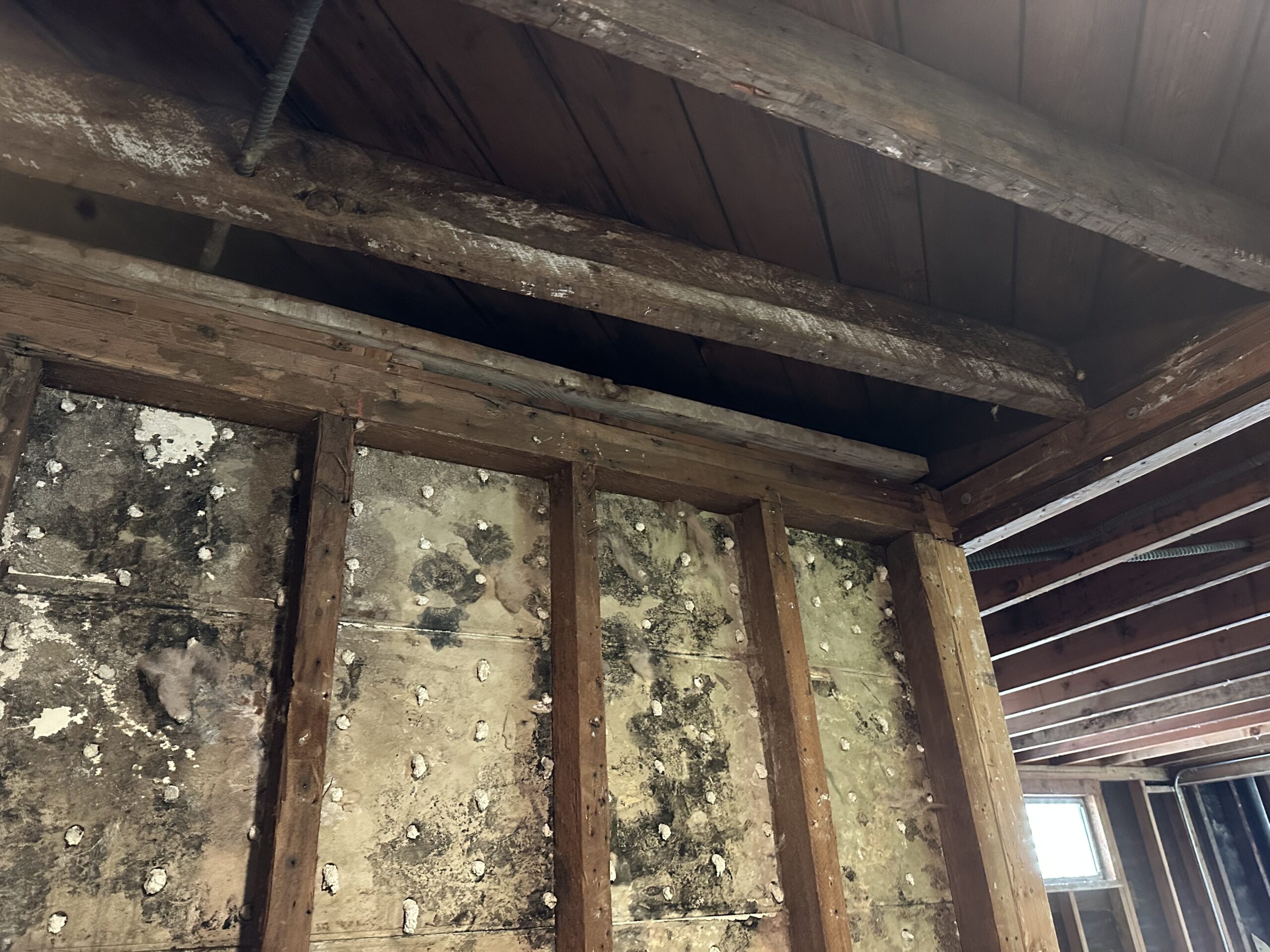 Moldy wall showing damage and decay in a wooden structure.